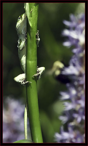 Southern Anole