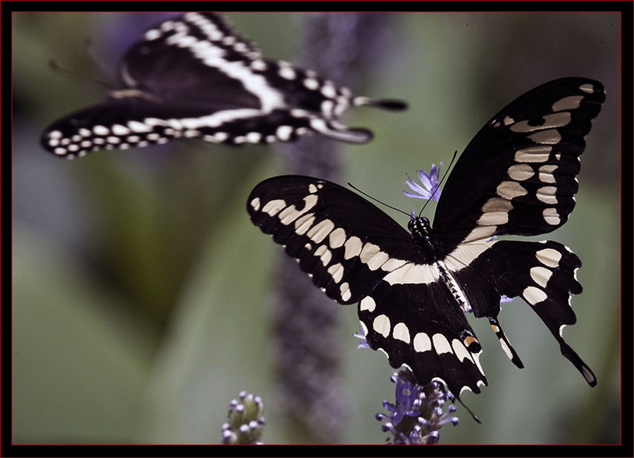 Palamedes & Giant Swallowtails