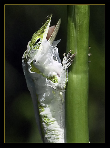 Carolina Anole