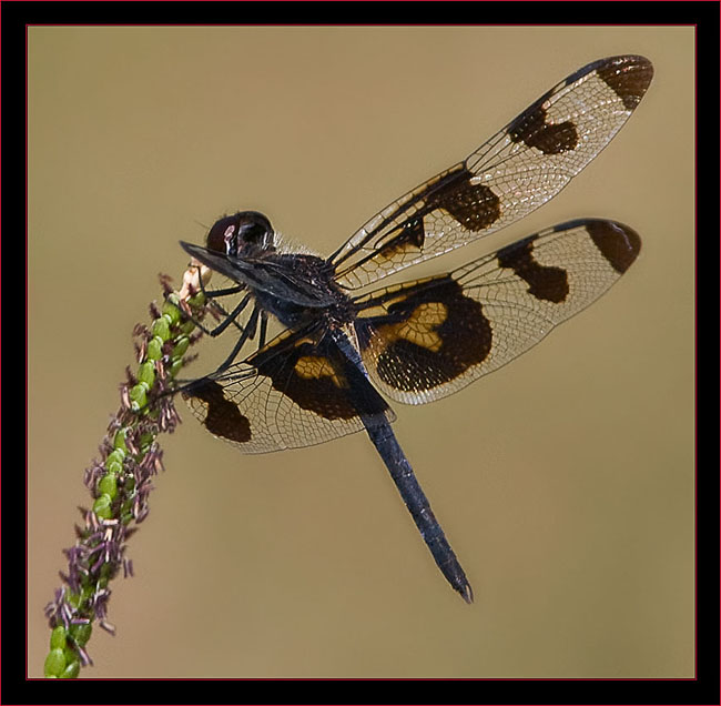 Banded Pennant