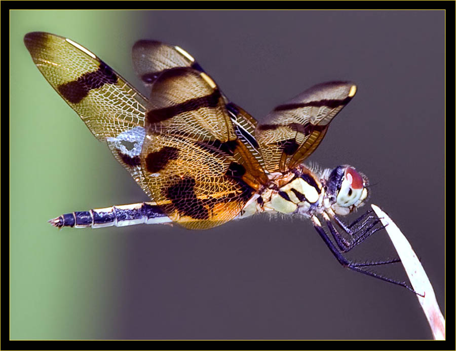 Halloween Pennant