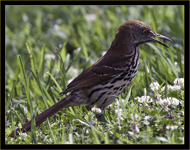 Brown Thrasher