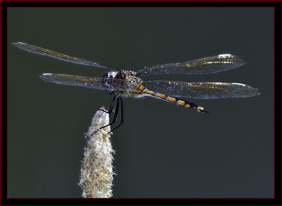 Four-Spotted Pennant