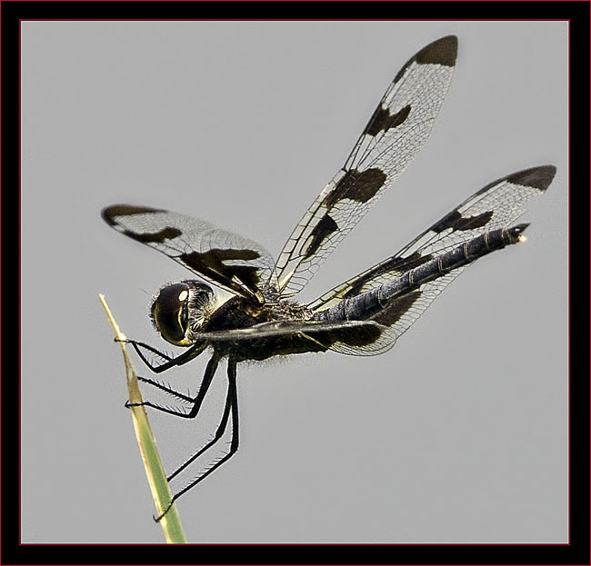 Banded Pennant