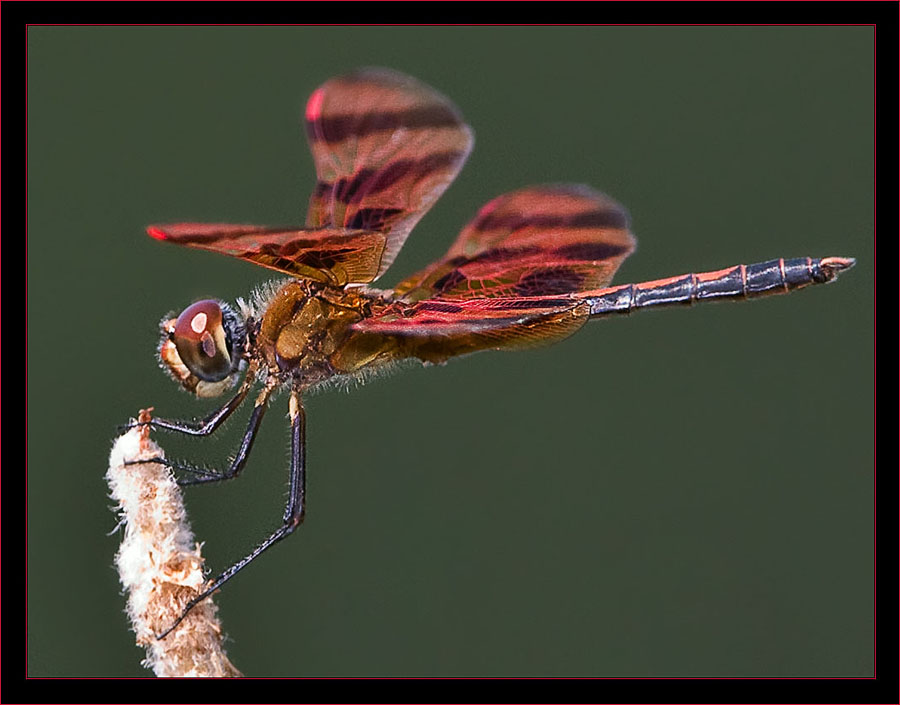 Halloween Pennant