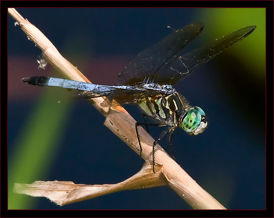 Blue Dasher