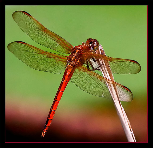 Needham's Skimmer