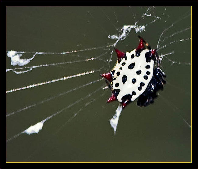 Crablike Spiny Orb Weaver