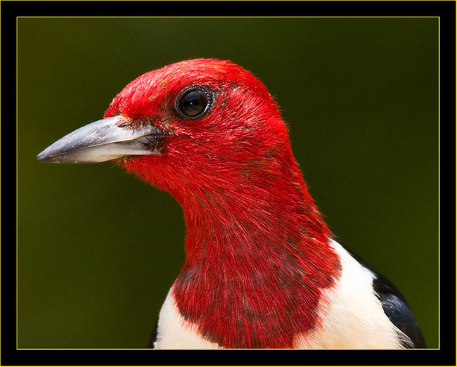 Red-headed Woodpecker