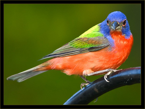 Painted Bunting