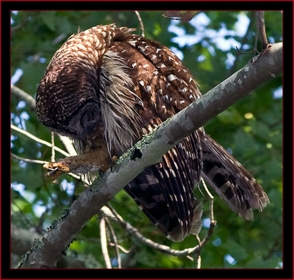 Barred Owl