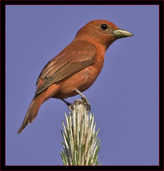 Summer Tanager