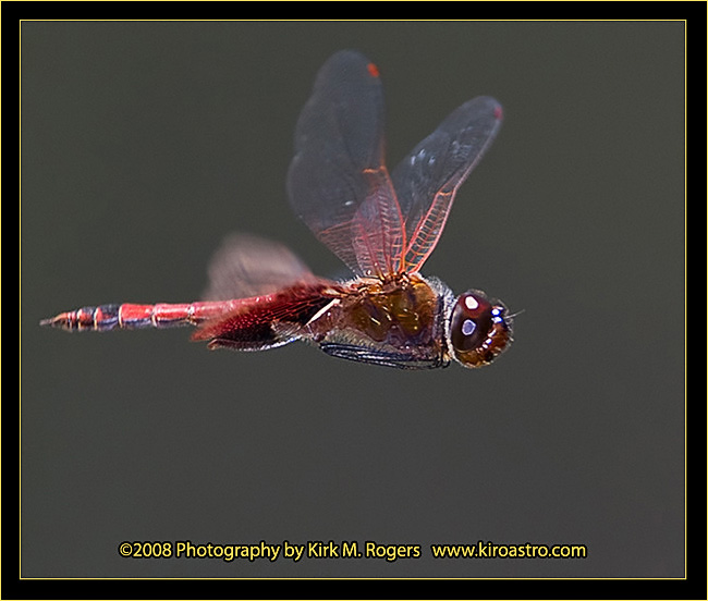 Carolina Saddlebags in flight