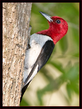 Red-headed Woodpecker