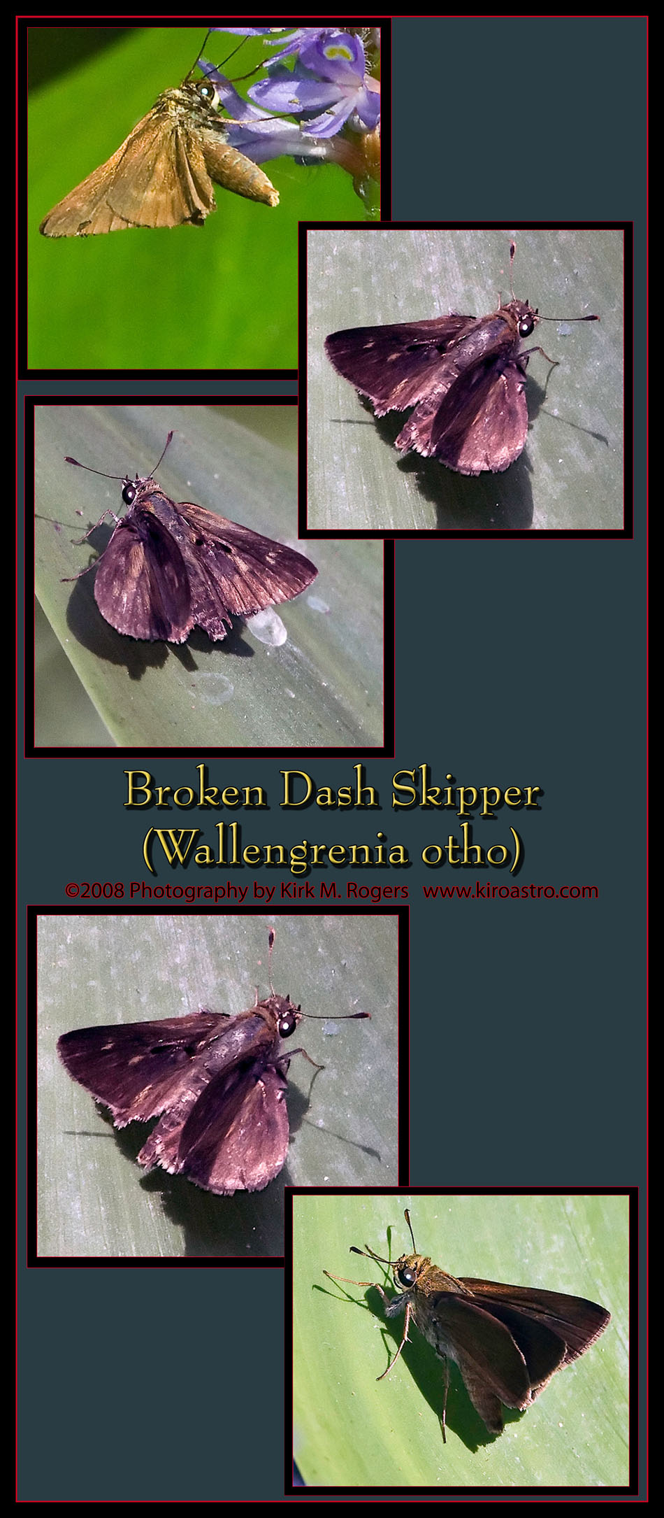 Broken Dash Skipper