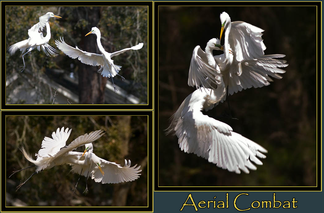 Great Egret encounter