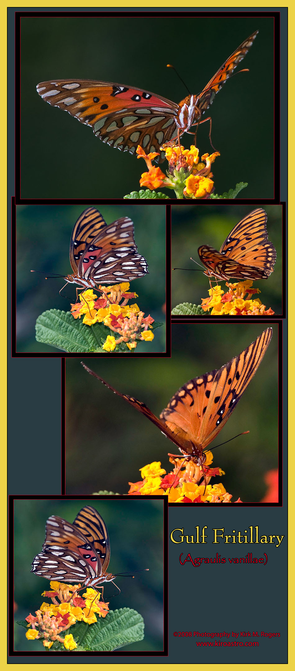 Gulf fritillary