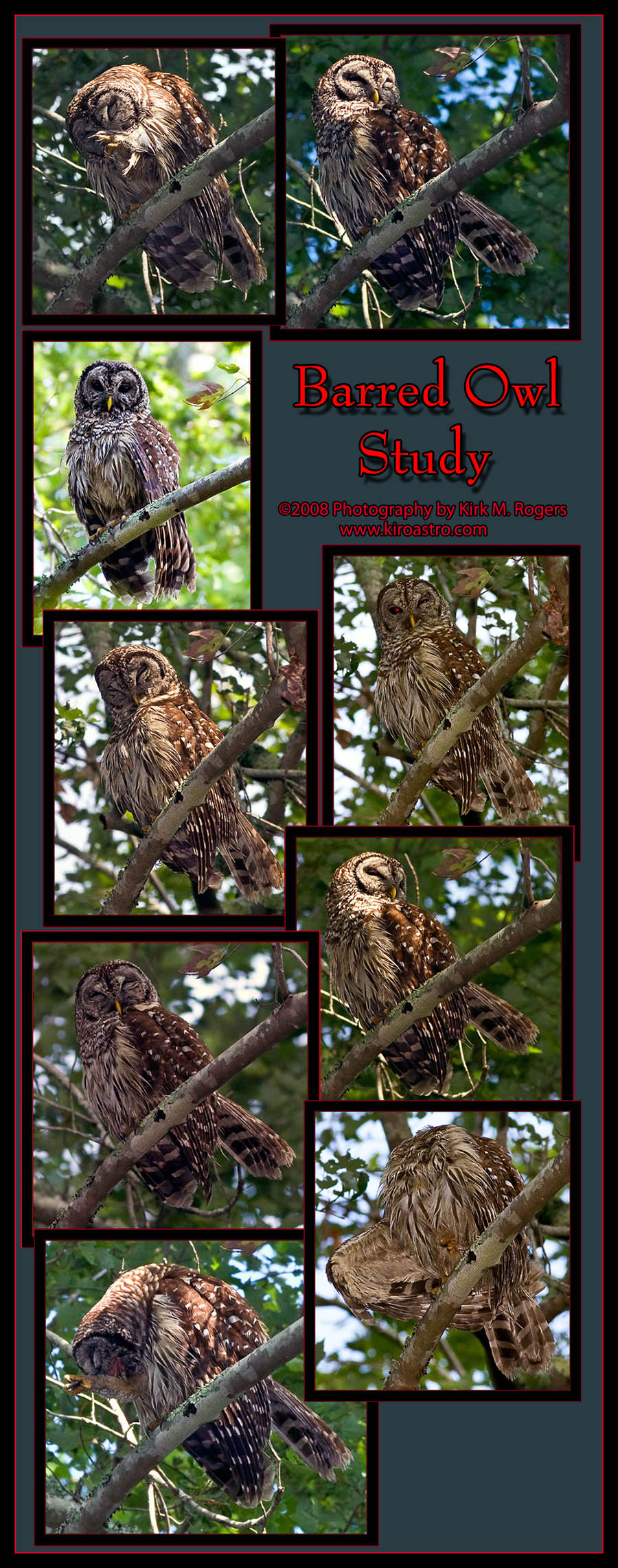 Barred Owl