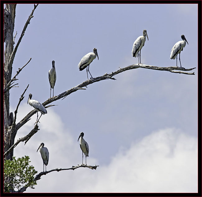 Wood Stork group