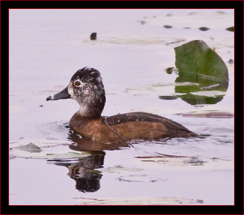 Ring-necked Duck