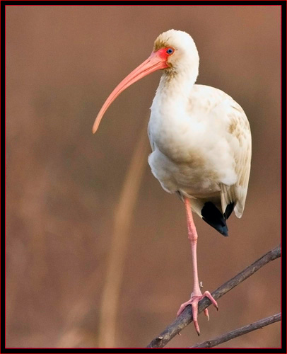 White Ibis