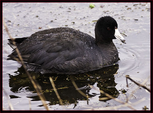 American Coot