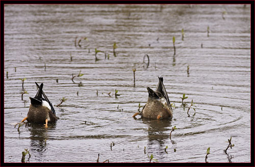 Northern Shovelers Dabbling