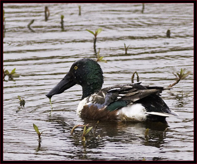 Northern Shoveler