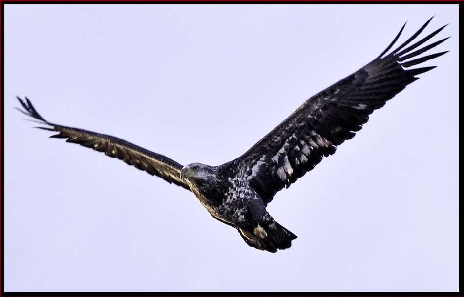 Immature Bald Eagle Flyby