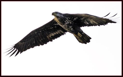 Immature Bald Eagle