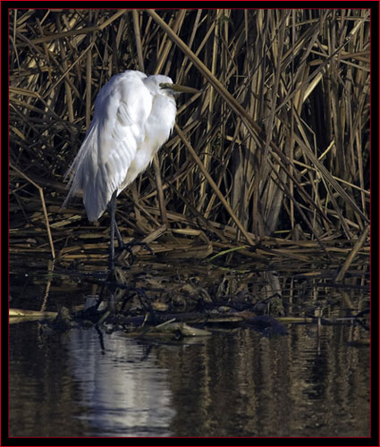 Great Egret