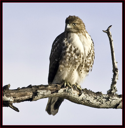 Red-tailed Hawk