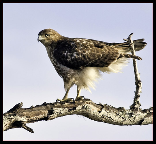 Red-tailed Hawk