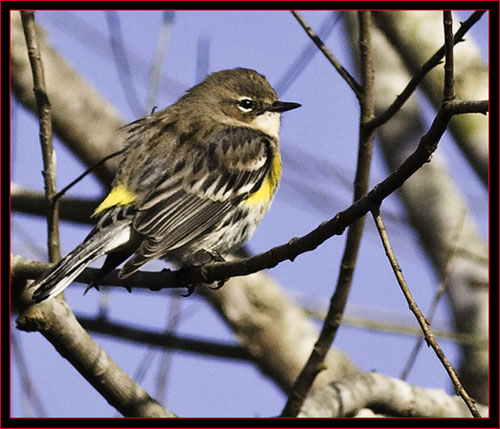 Yellow-rumped Warbler