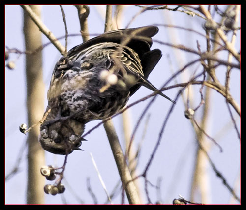 Red-winged Blackbird