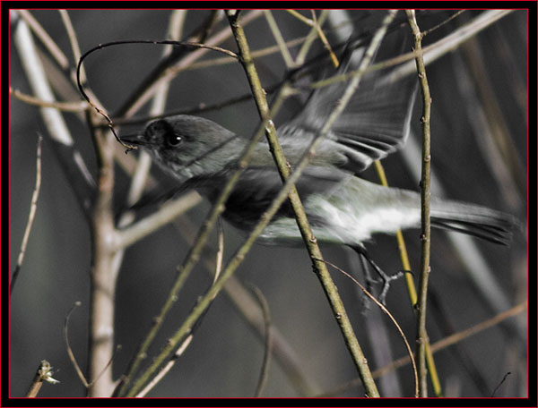 Eastern Phoebe in Motion