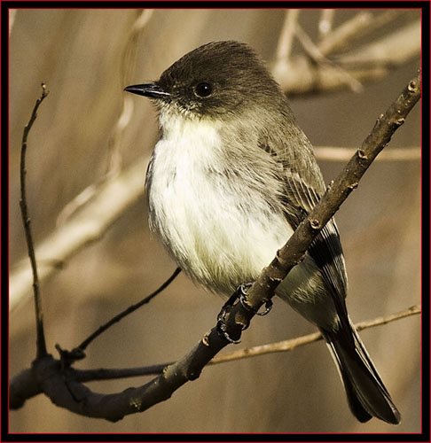 Eastern Phoebe