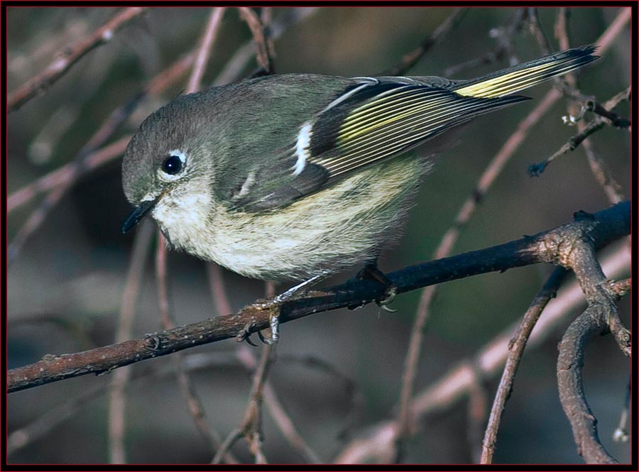 Ruby-crowned Kinglet