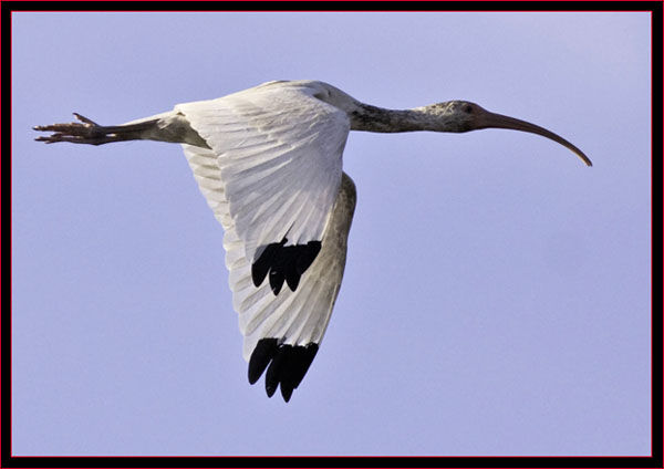 White Ibis in Flight