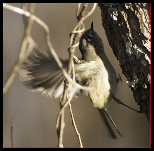 Ruby-crowned Kinglet in Motion