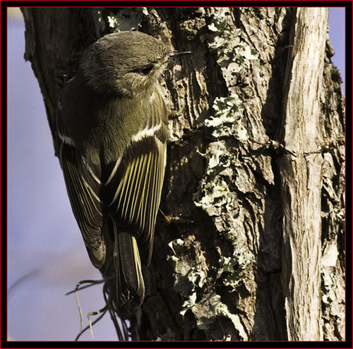 Ruby-crowned Kinglet