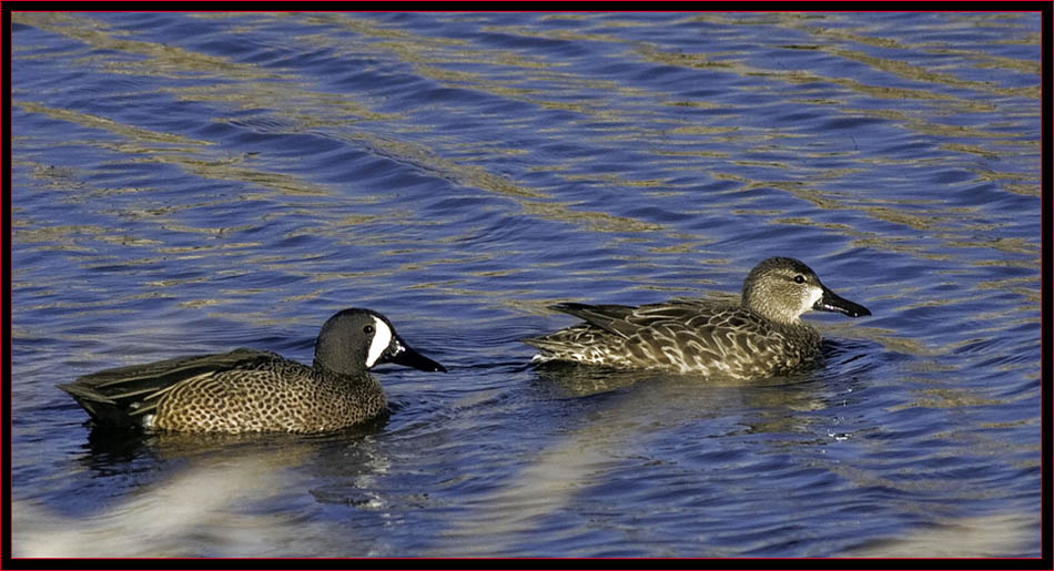 Blue-winged Teals