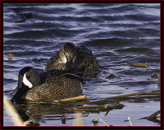 Blue-winged Teals