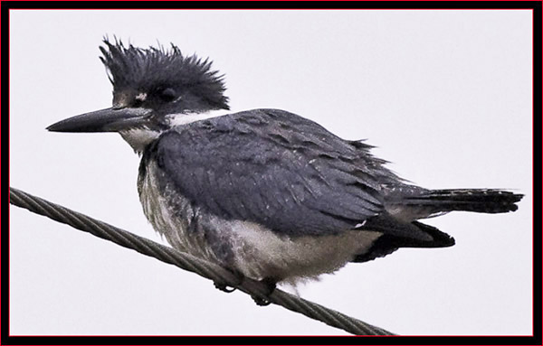 Belted Kingfisher