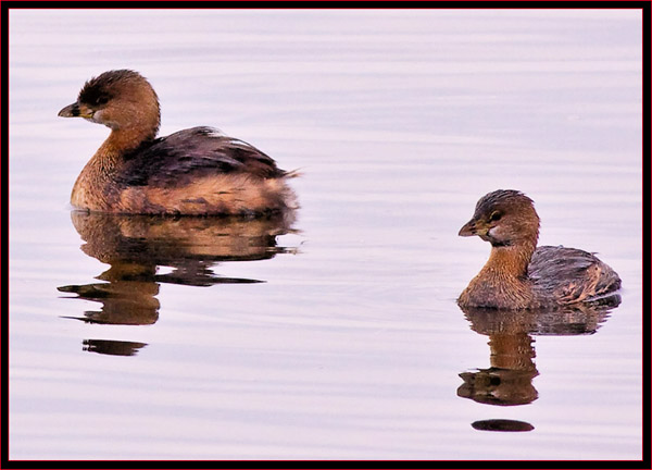 Pied-billed Grebes