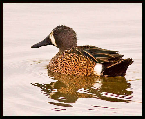 Blue-winged Teal