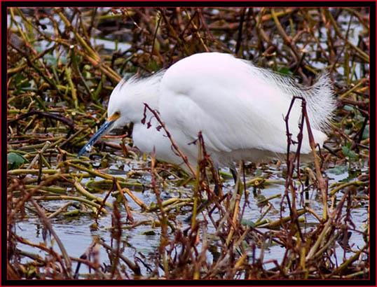 Snowy Egret