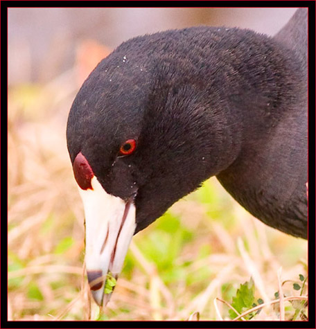 American Coot