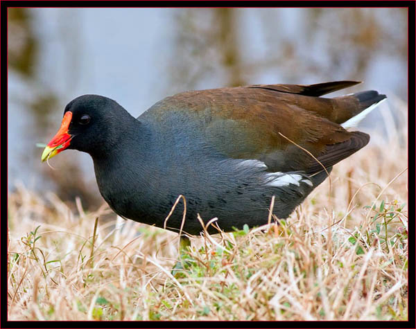 Common Moorhen