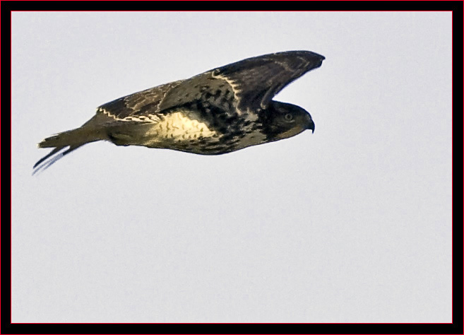 Red-tailed Hawk Flyby